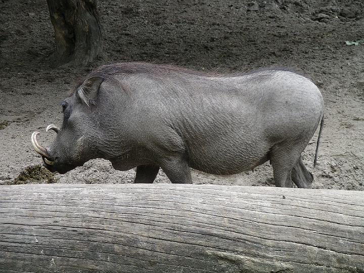 Berlijn 2009 ZOO166.jpg